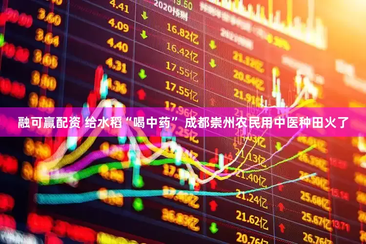 融可赢配资 给水稻“喝中药” 成都崇州农民用中医种田火了